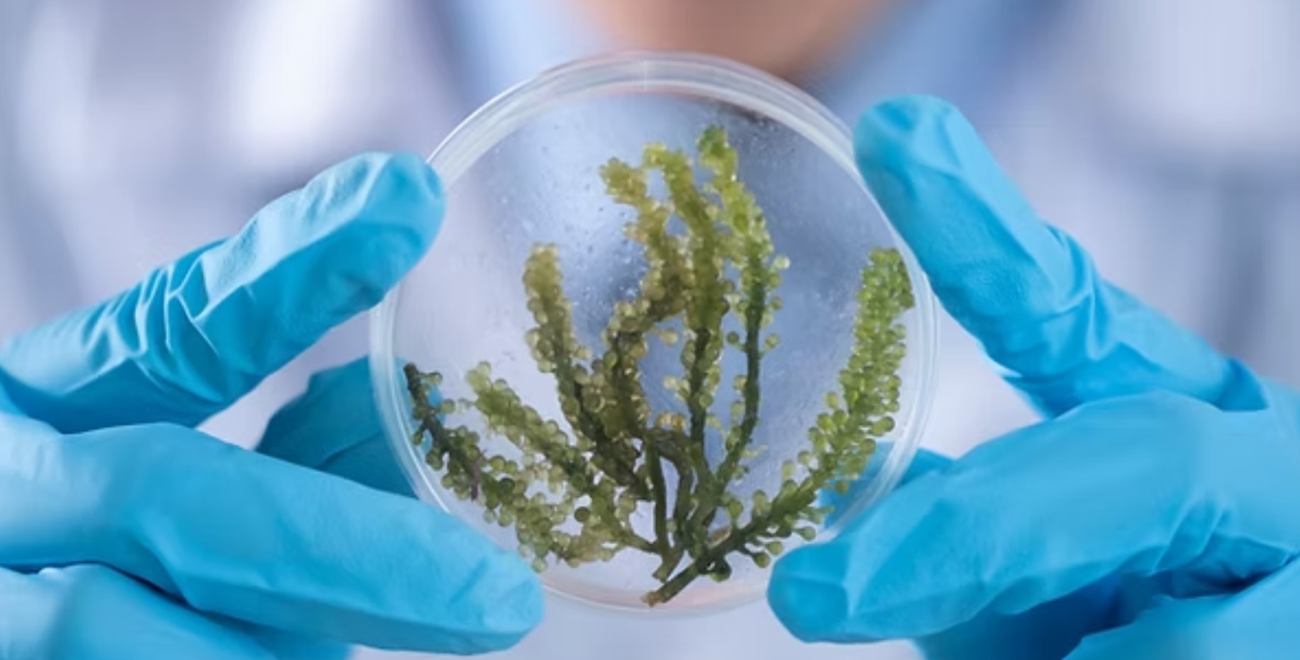 Image representing Sustainability